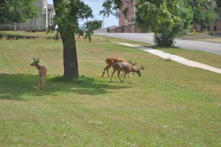 Oh deer, oh deer, oh deer